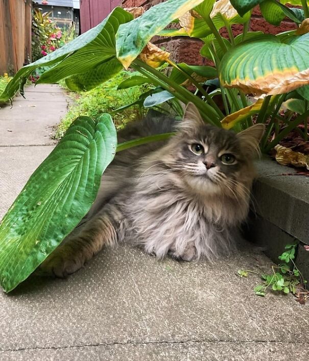 Quelqu’un m’a dit que je devrais poster mon chat Luna ici