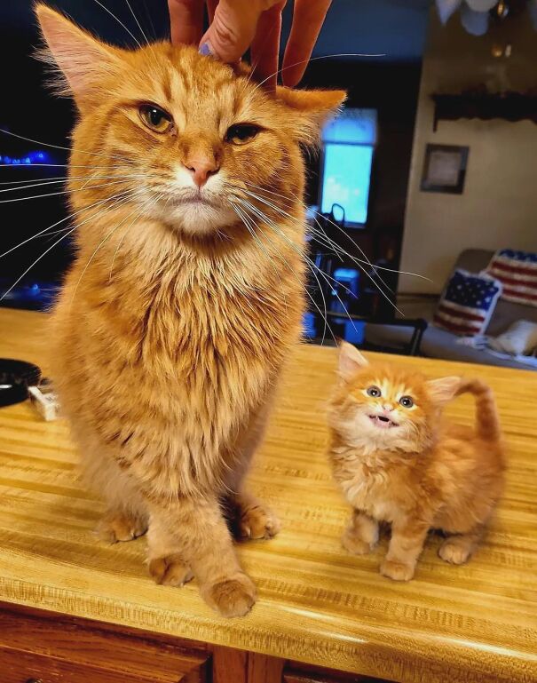 Le gros chat n’est pas aussi impressionné que le petit chat !